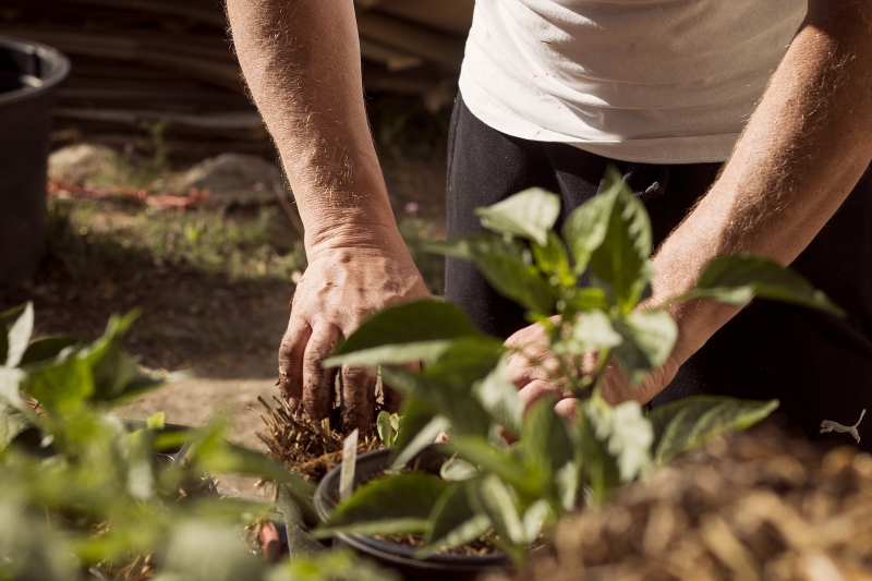 jardinerie-TRANS EN PROVENCE-min_garden-5315602